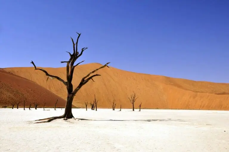 Best Namibia Safaris