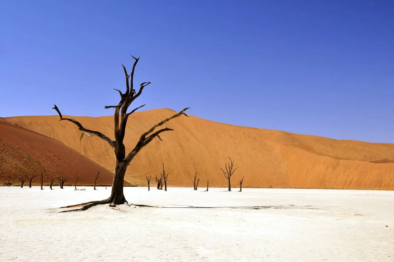Best Namibia Safaris