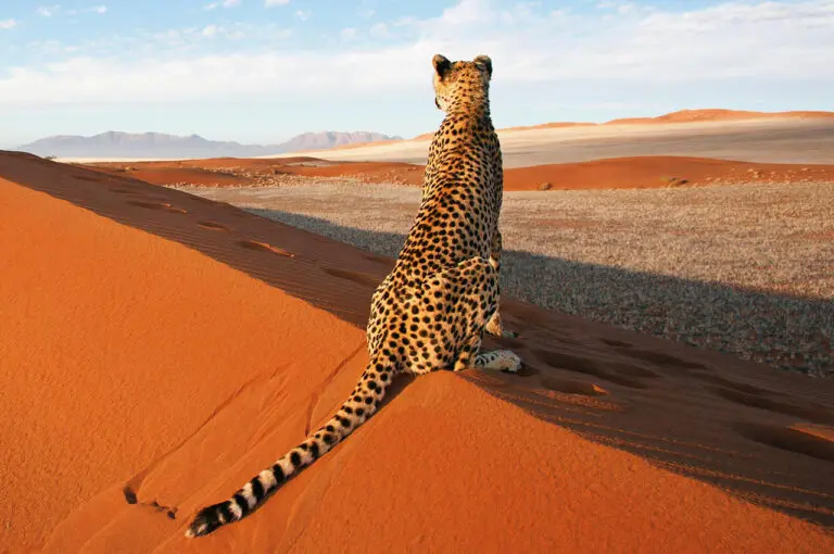 Namibia Tours