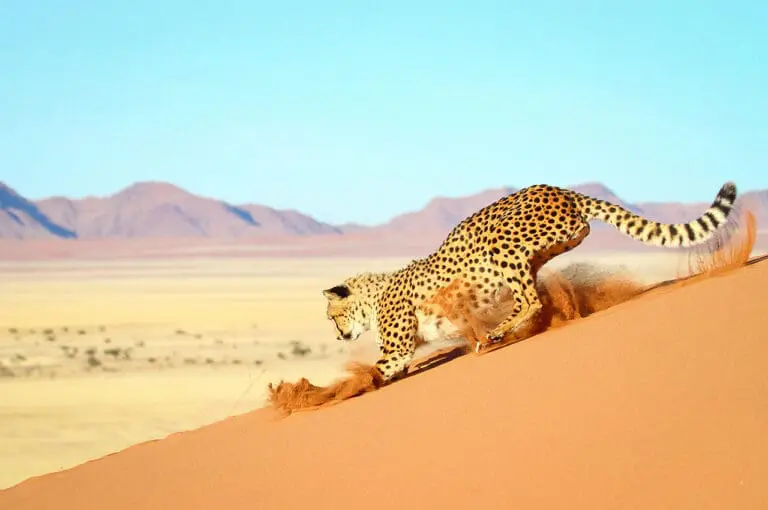 Namibia Tours