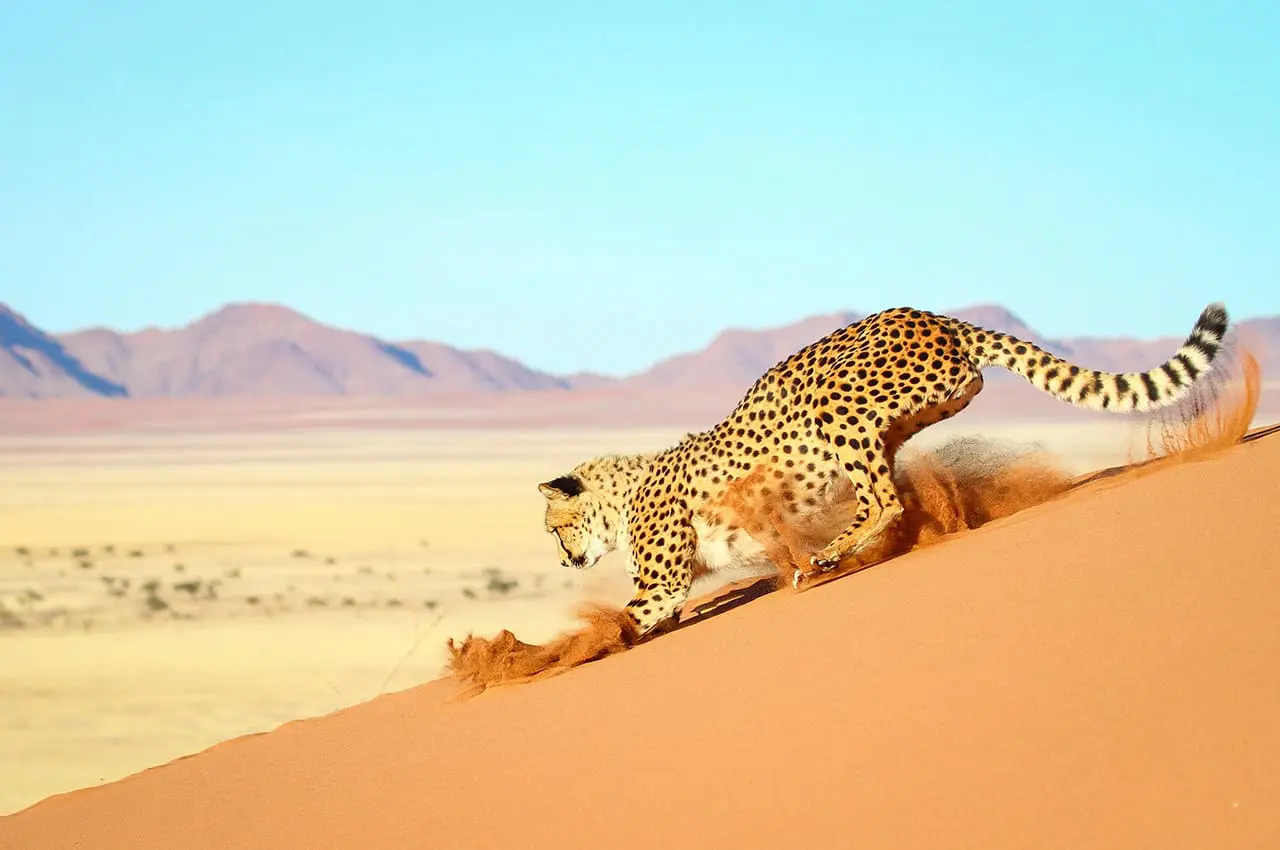 Namibia Tours