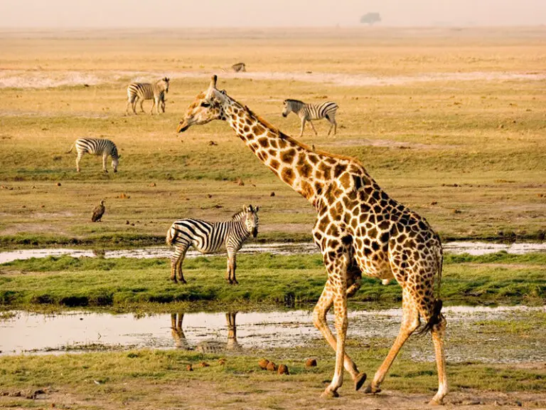 Kavango to Chobe: A Riverside Camping Guide through Namibia and Botswana’s Wilderness