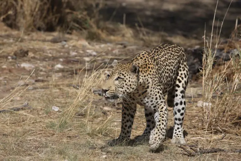 Where to see the Big Five on a Namibian Wildlife Safari