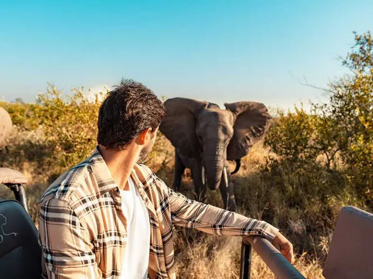 Guided Safari Elephant Sighting