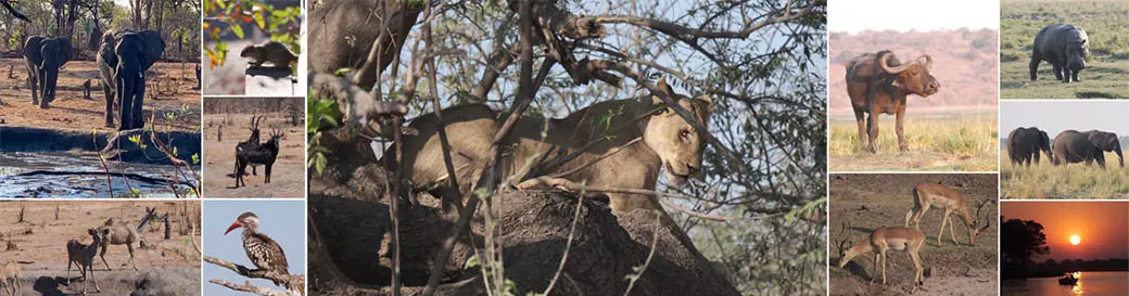 chobe botswana game drive safari