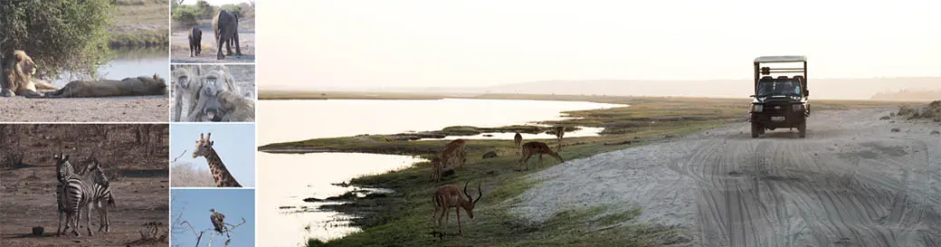 chobe botswana game drive safari2