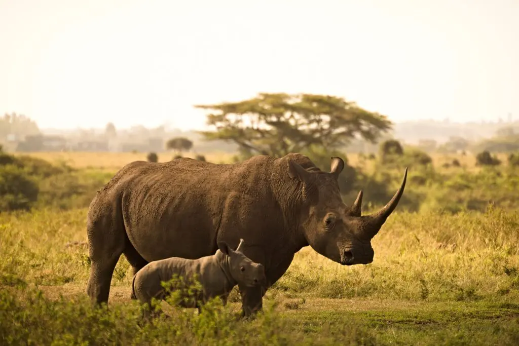 Big 5 Safaris Rhino Sighting