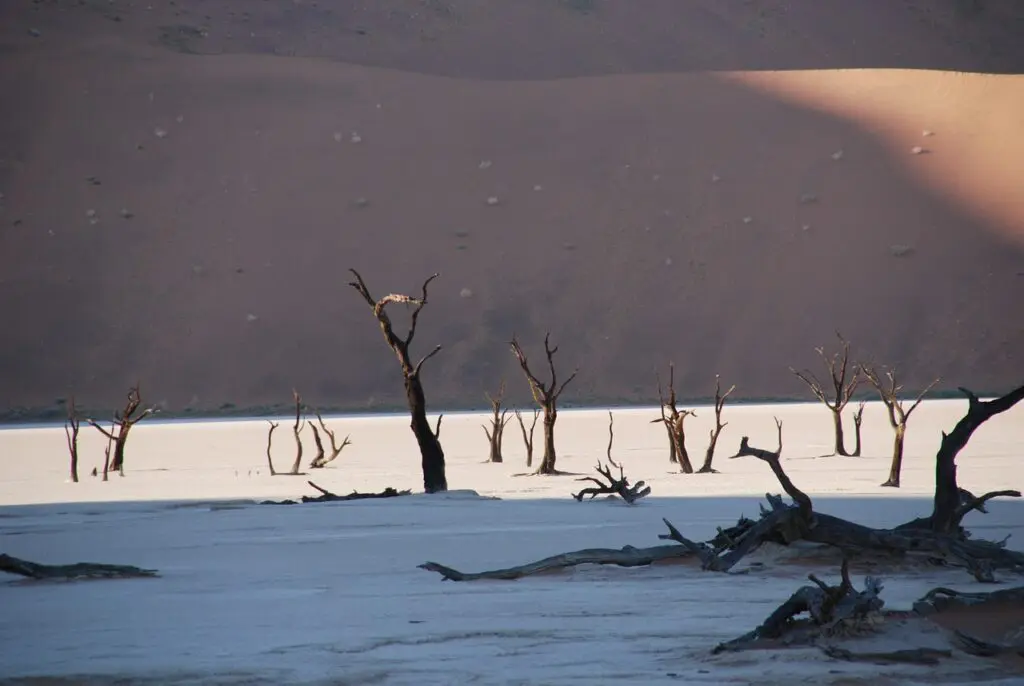 Dead Trees in Etosha National Park