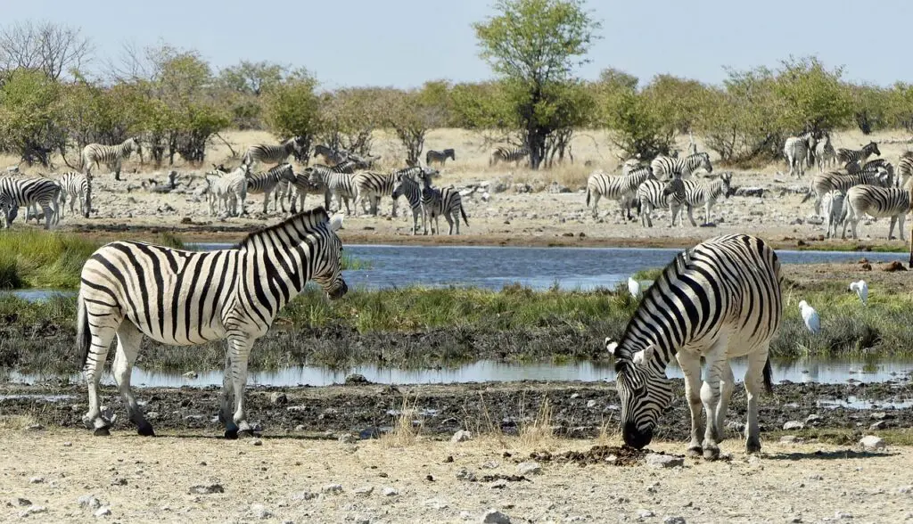 etosha national park best time to visit