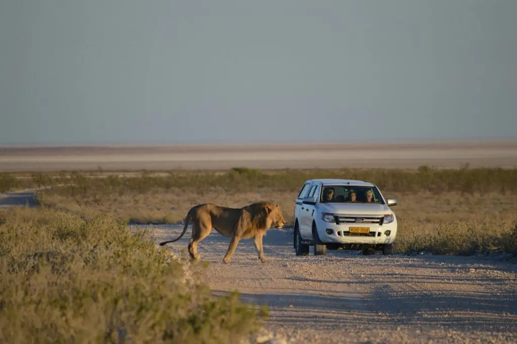Wellness Safaris: Why the Namibian Desert Will Calm Your Soul 19 etosha national park safaris