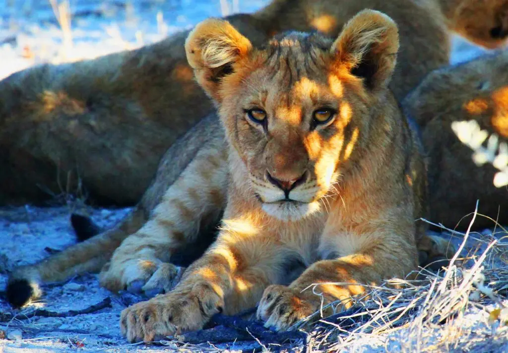 lion cub sighting during namibia safari