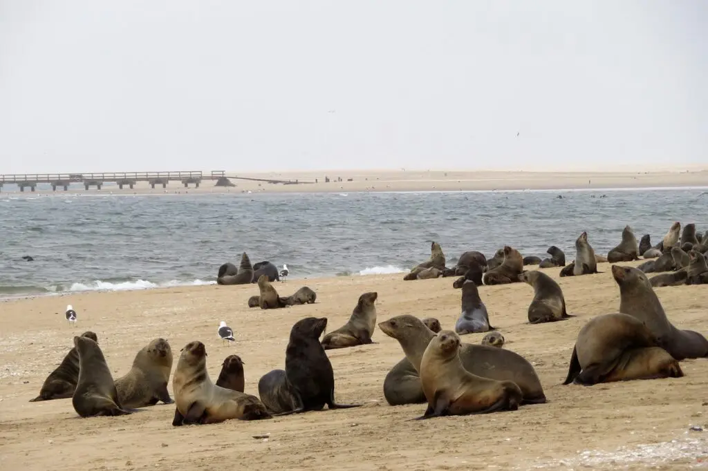 sea lions swakopmund