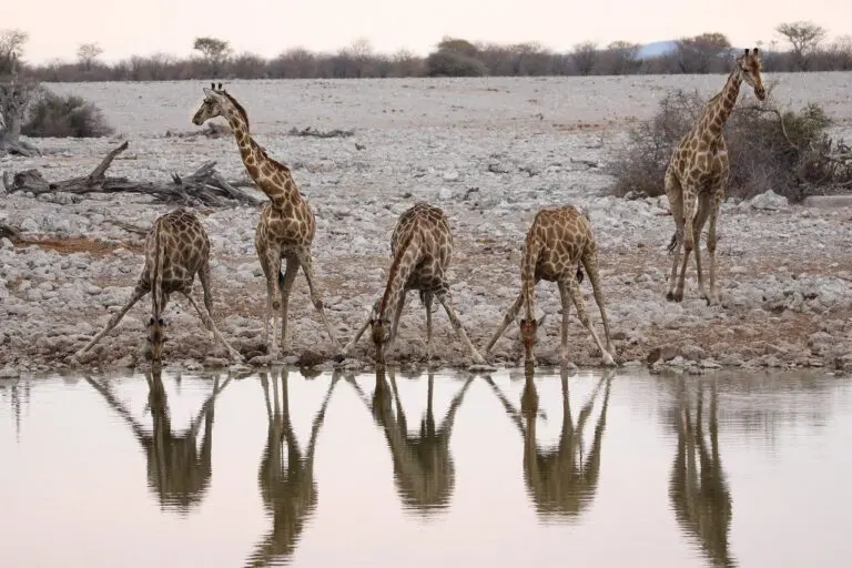 Wildlife Safari Etosha National Park