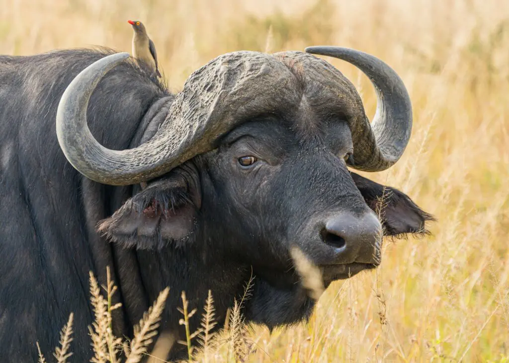Cape Buffalo of Namibia