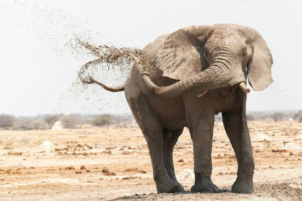 Elephant splashing mud in Namibia