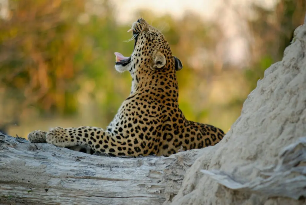 Leopard yawning in a tree