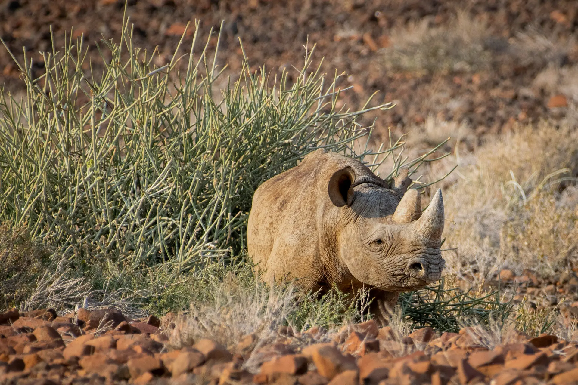 A Guide to the Best Namibia National Parks 21 Rhino in Namibia