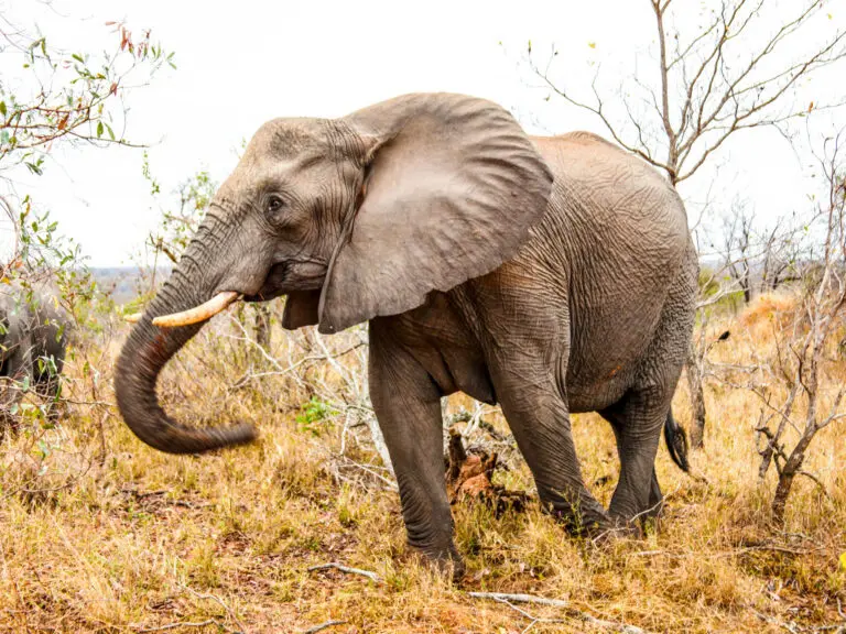 Zambia African Safari