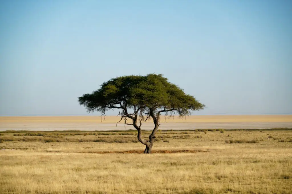 Etosha National Park Safaris