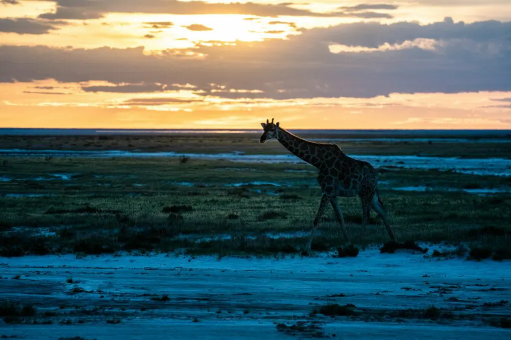 Namibia Packing Guide - What You Really Need for Every Season 18 Etosha Salt Pan Tour