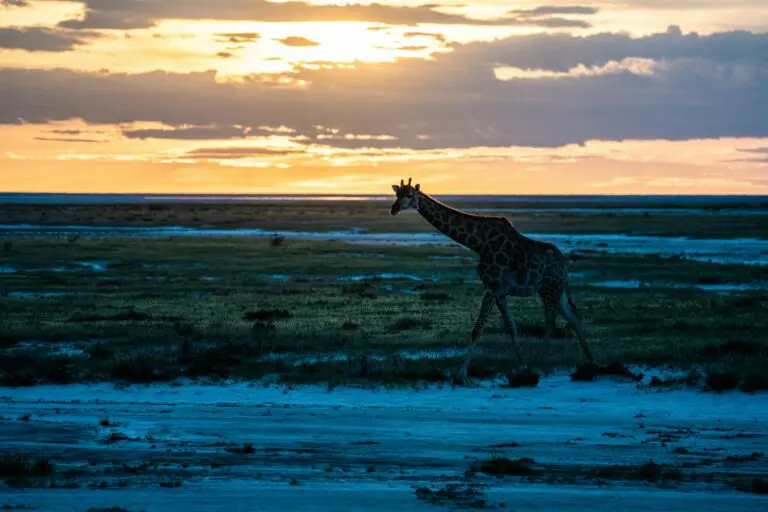 Etosha Salt Pan Tour