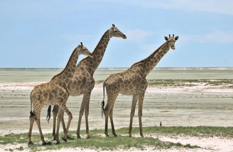 Giraffes at the Etosha Salt Pan