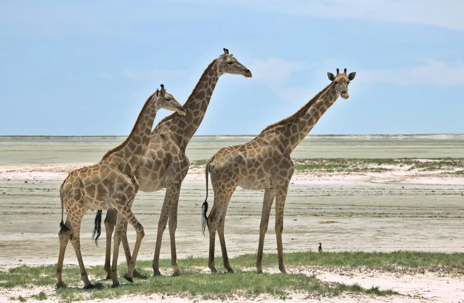 Giraffes at the Etosha Salt Pan