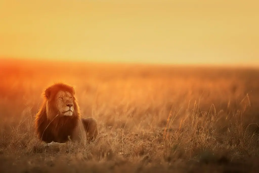 Lion at sunset in the Kruger National Park