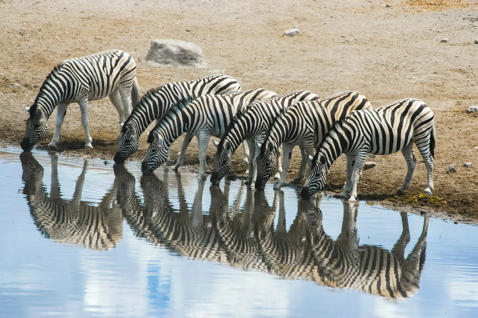Zebras drinking water in Namibia