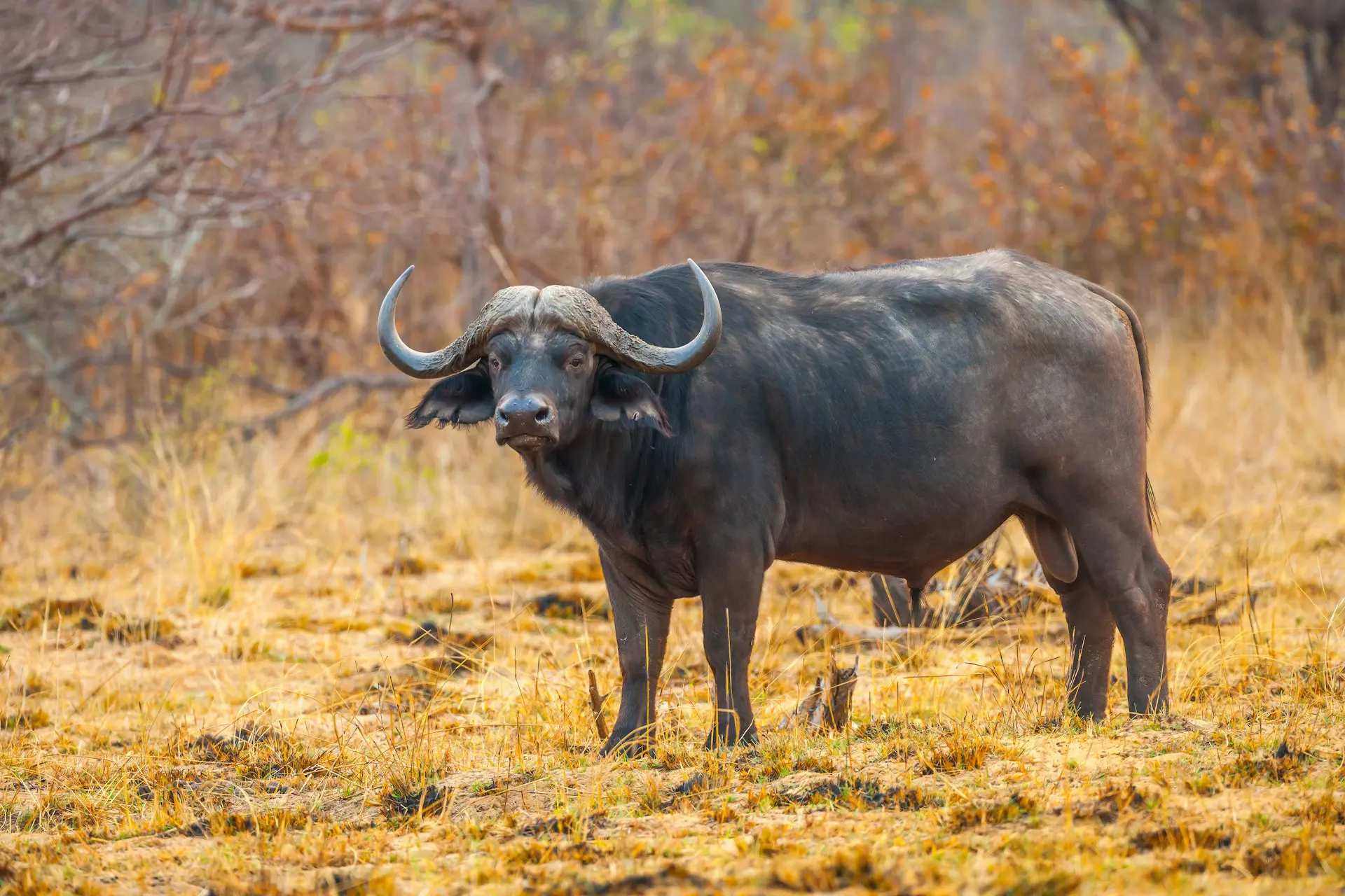 A Guide to the Best Namibia National Parks 20 Bwabwata National Park Sighting