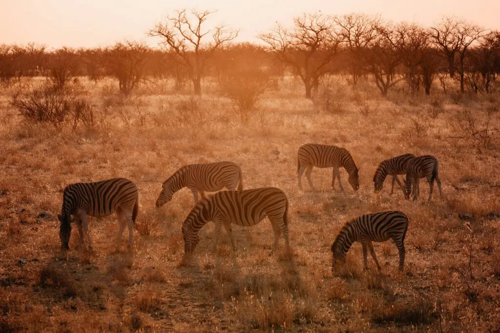 Namibia Honeymoon Safaris: Romance in the Desert, Dunes, and Beyond 18 Etosha National Park Tours