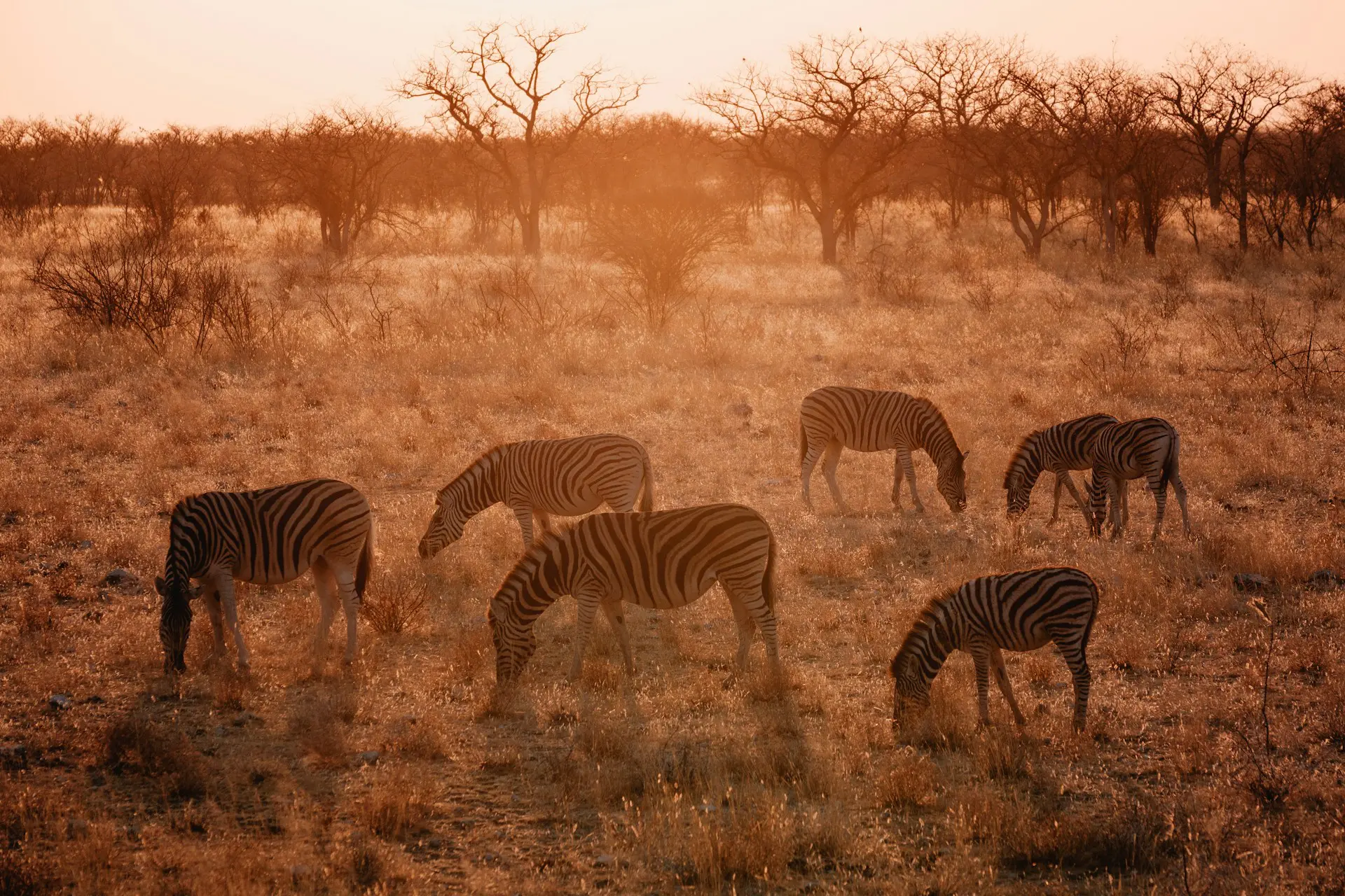 Etosha National Park Tours