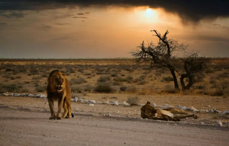 Etosha National Park in Namibia