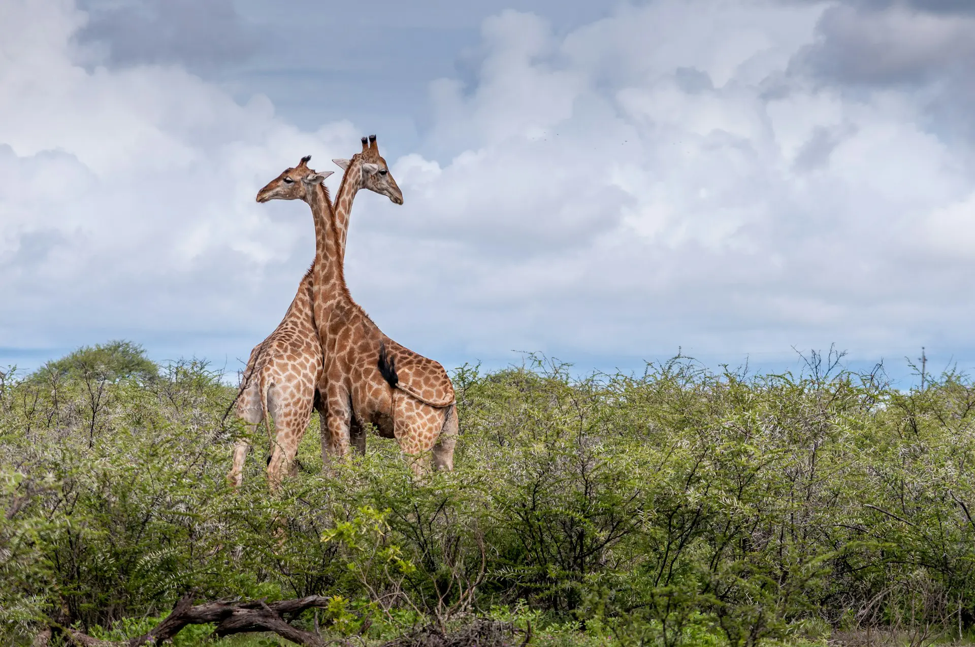 A Guide to the Best Namibia National Parks 19 Mudumu National Park Namibia