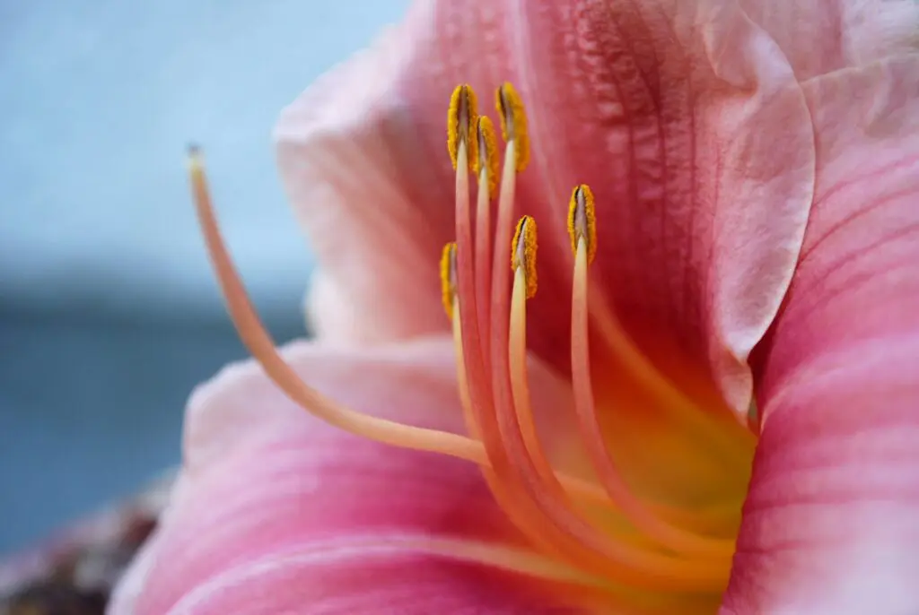 Namibia Packing Guide - What You Really Need for Every Season 17 Namibia's Summer Lilies