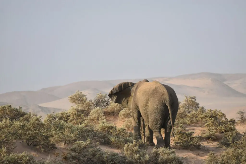 Wildlife in Damaraland