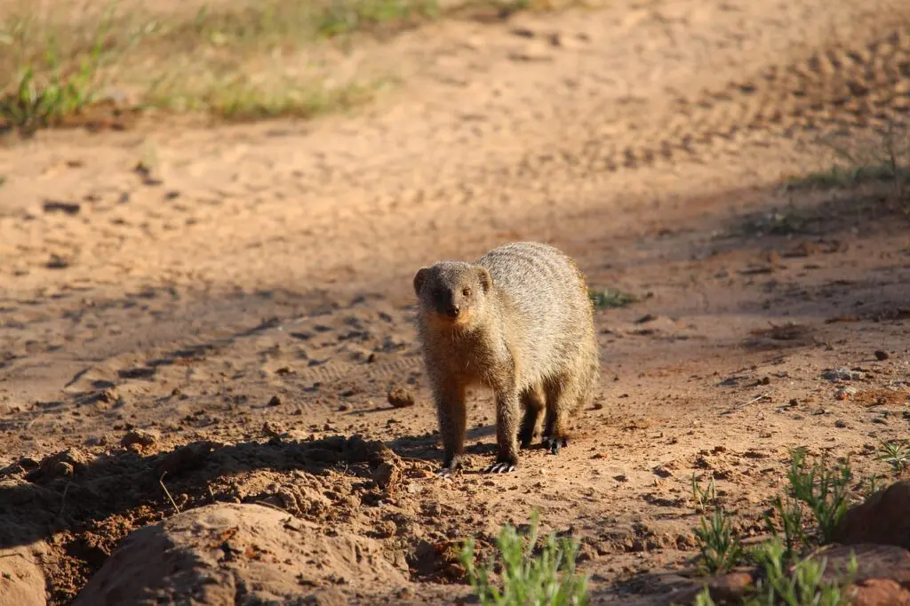 A Guide to Hiking in Waterberg Plateau National Park 18 Dassie in Waterberg National Park