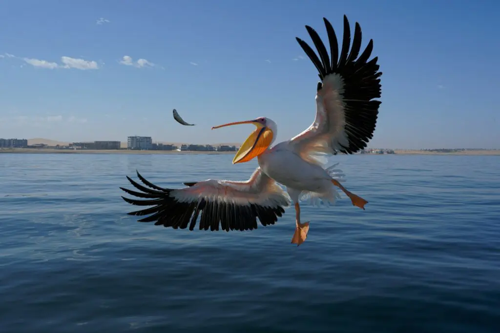 Facts About Walvis Bay