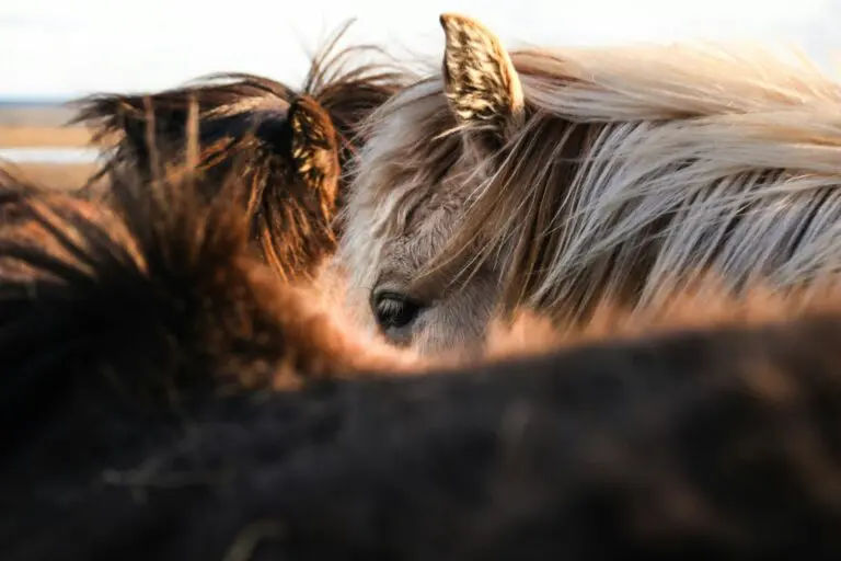 A Guide to Spotting Namibia’s Wild Horses