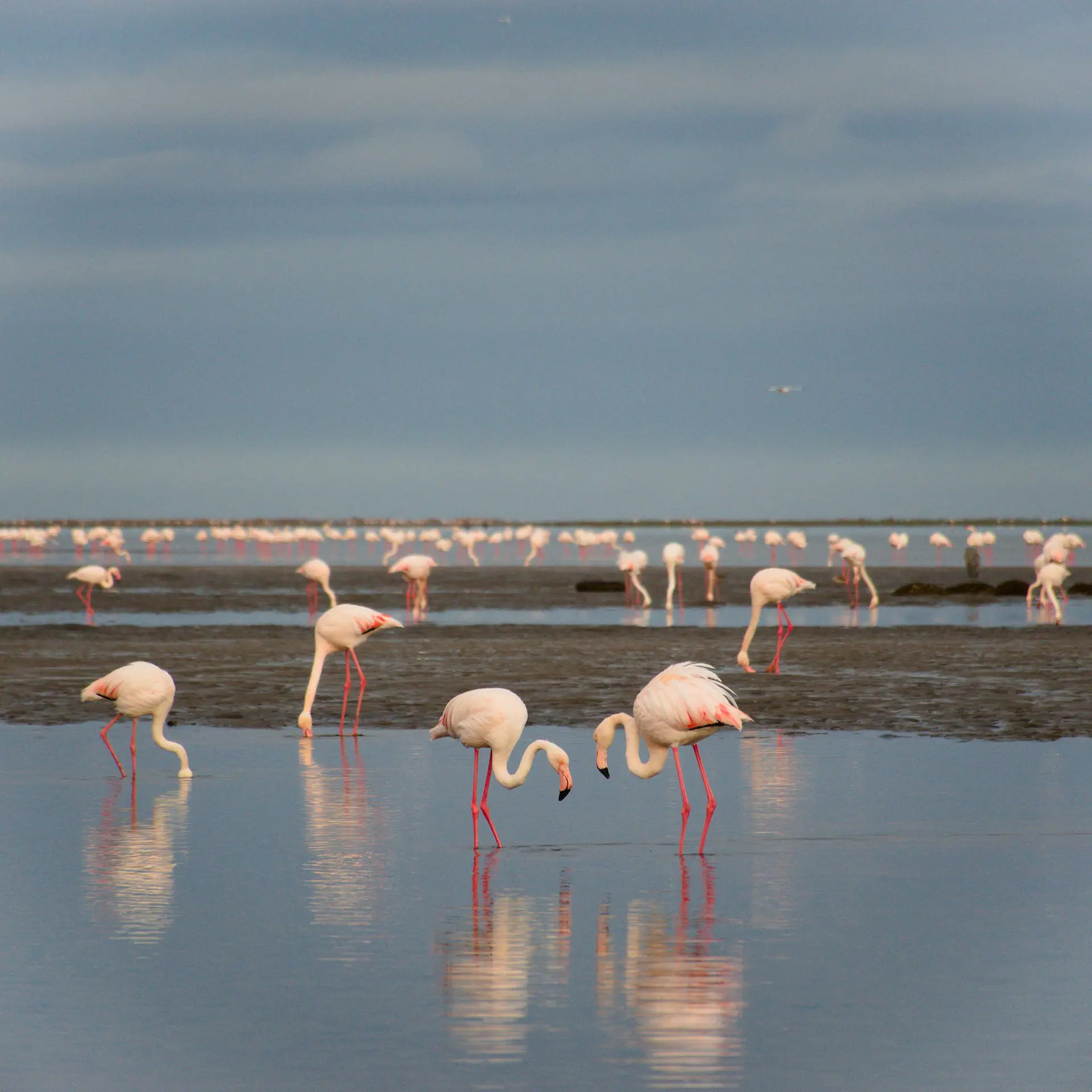 Walvis Bay Flamingos on an Namibia Tour