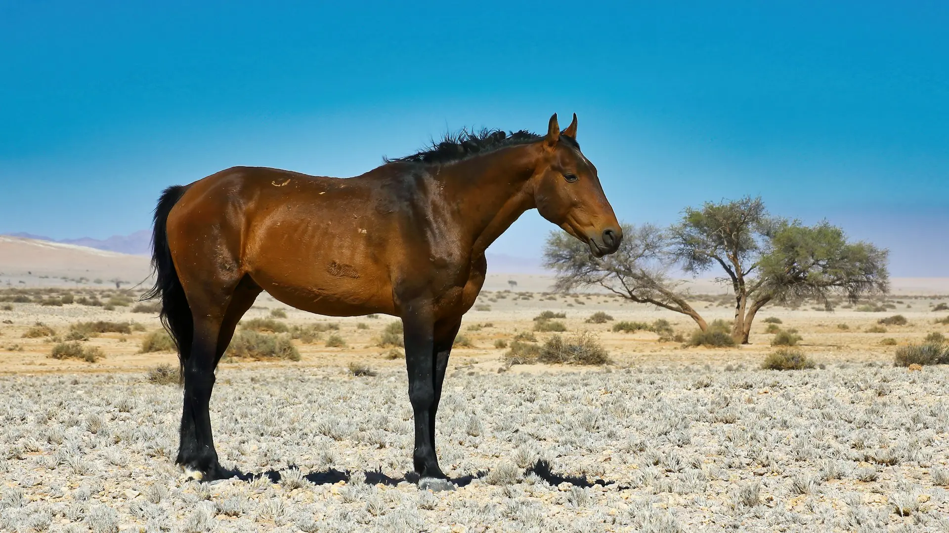 Wild Horses of Namibia