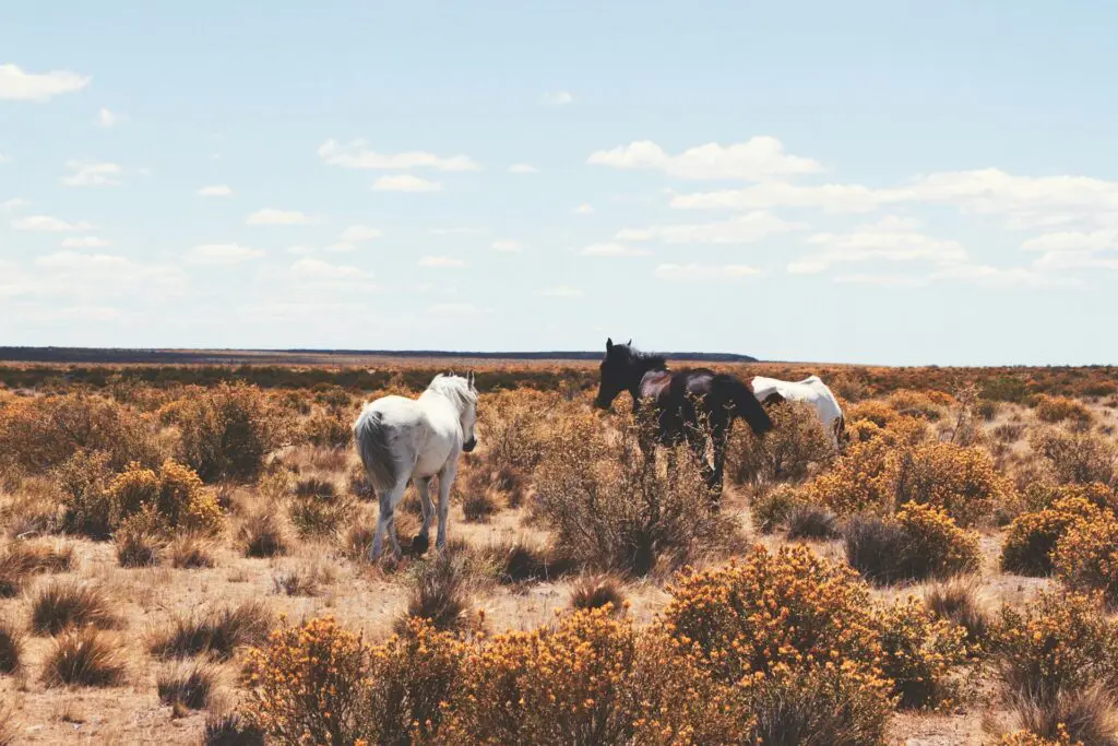 The Traveller's Guide to Aus, Namibia 20 Wild Horses seen on a Namibia Tour