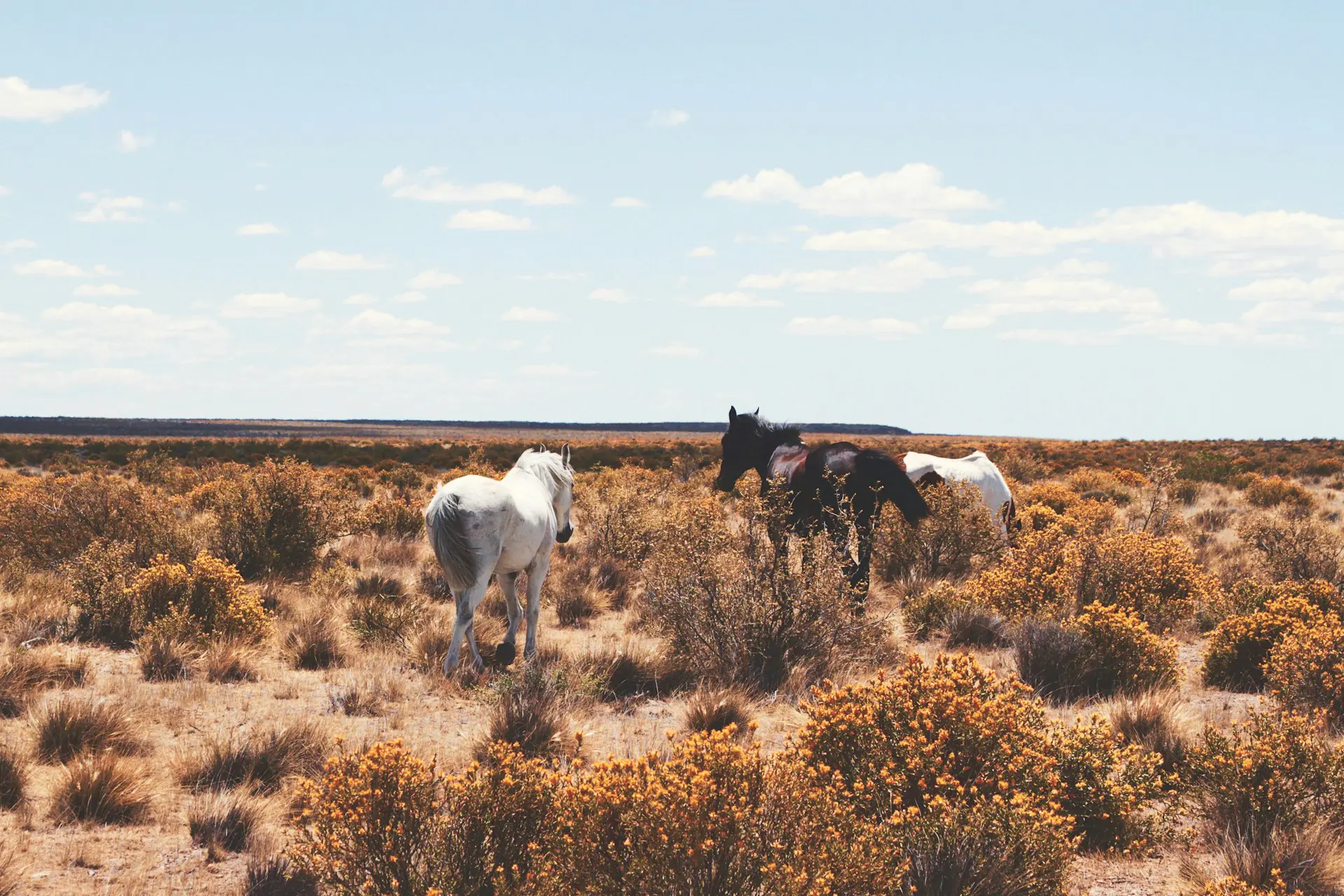 Wild Horses seen on a Namibia Tour