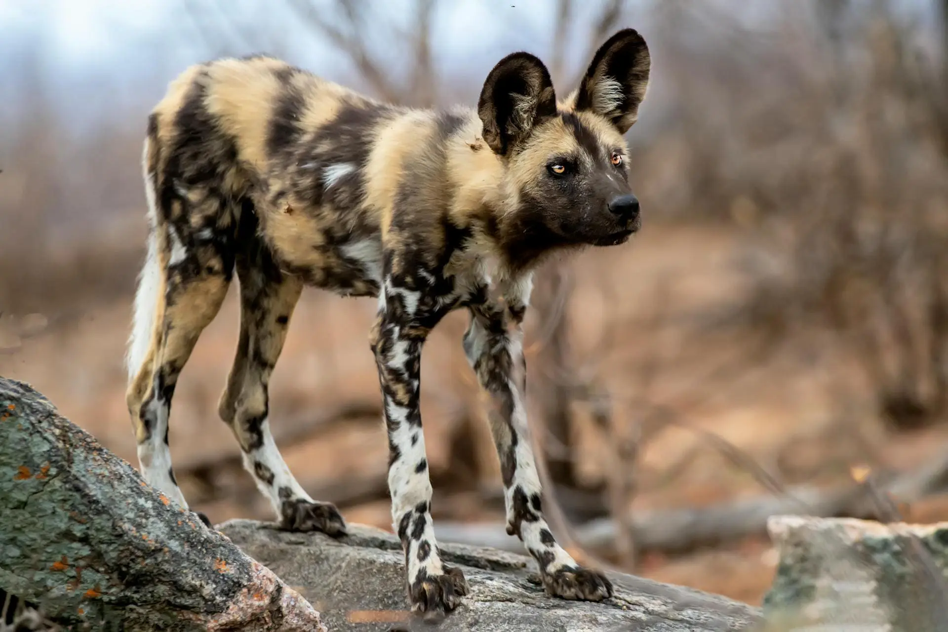 A Lone Wild Dog in Namibia