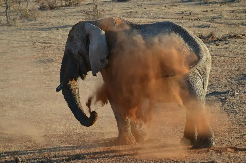 A Namibian Desert Elephant