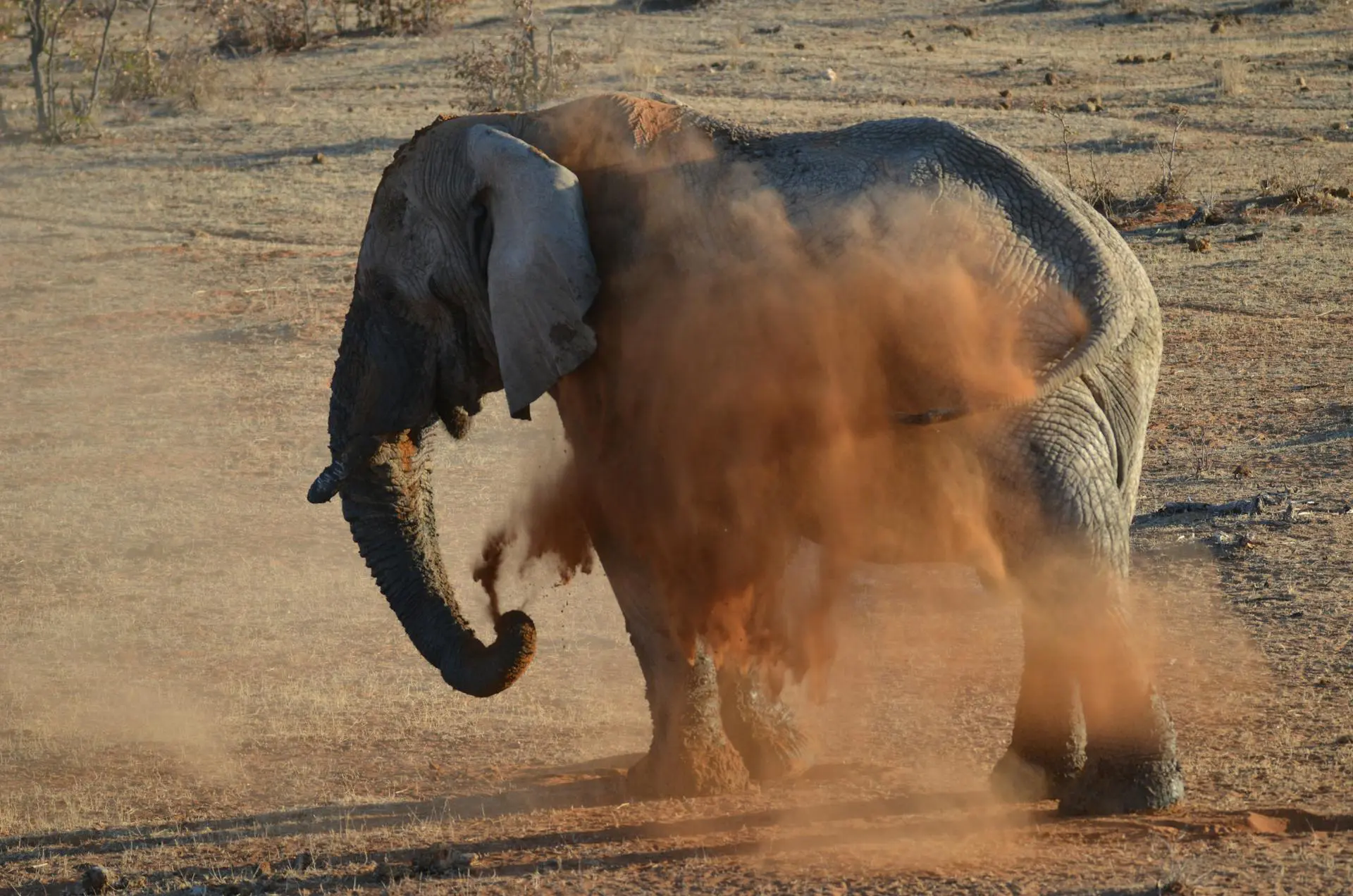 A Namibian Desert Elephant
