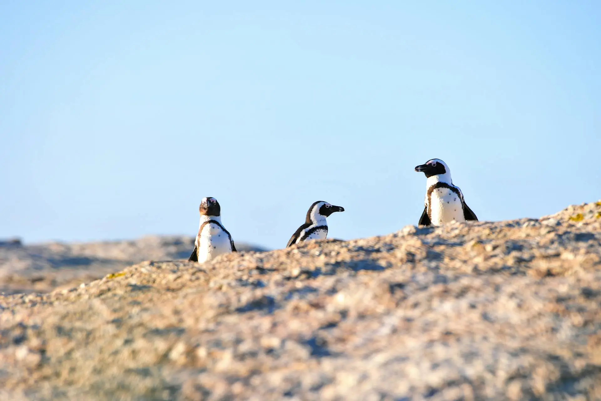African Penguin