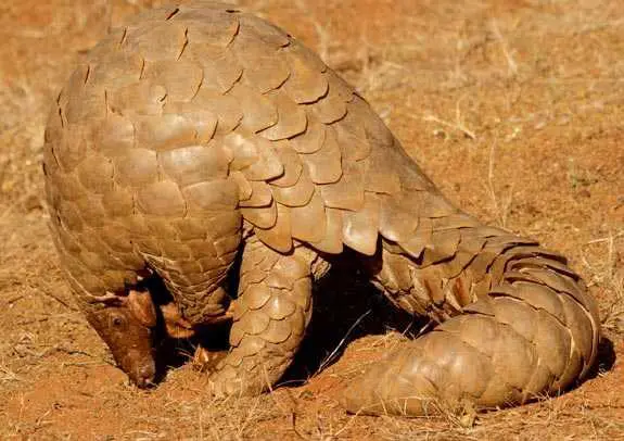 An Endangered Pangolin
