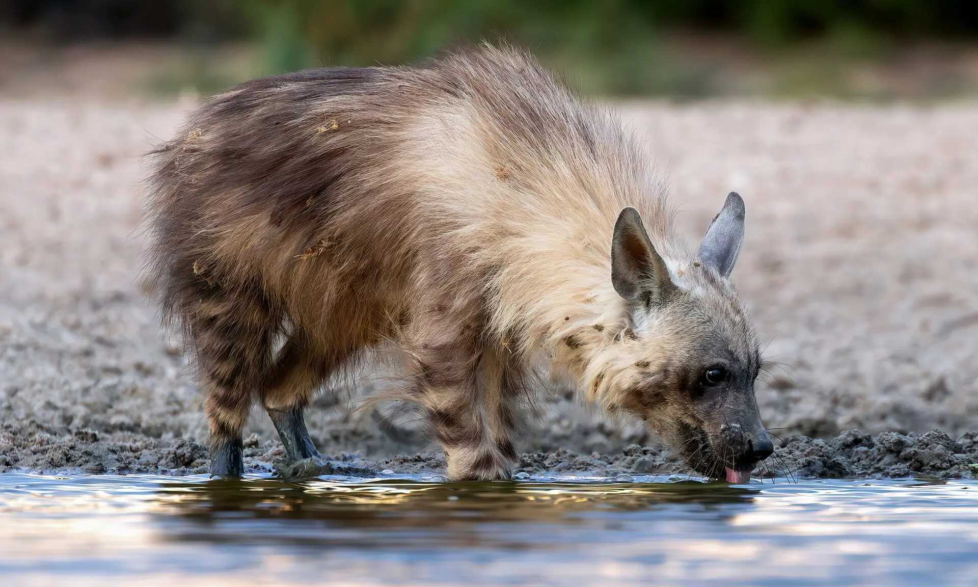 Brown Hyena in Namibia