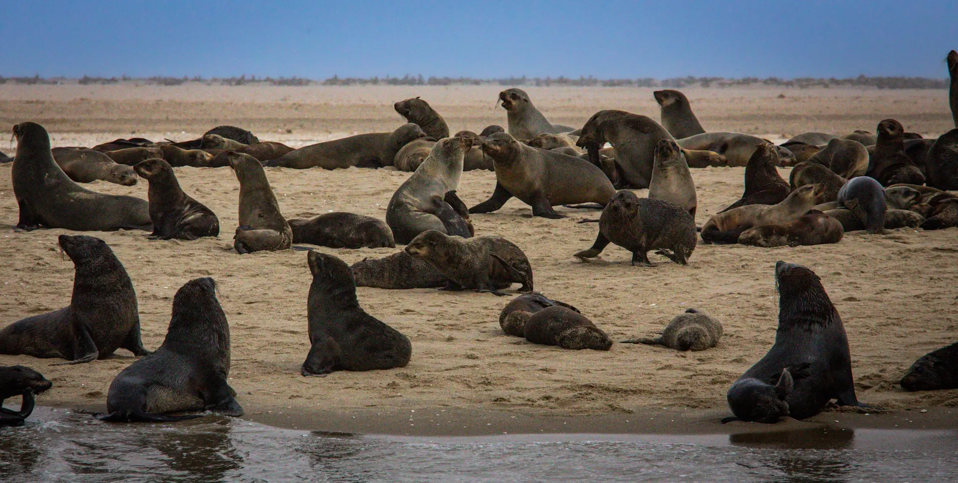 Cape Cross Seal Reserve